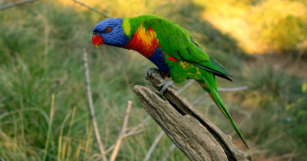 avifauna vogel vrouw