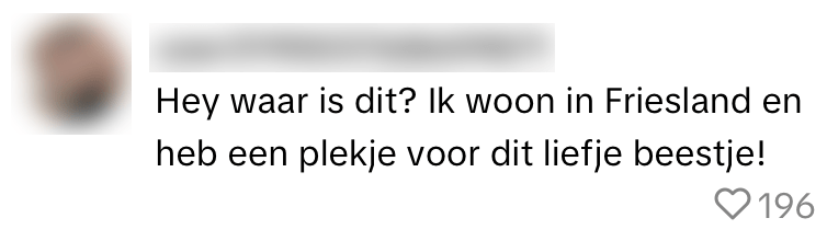 poes kat